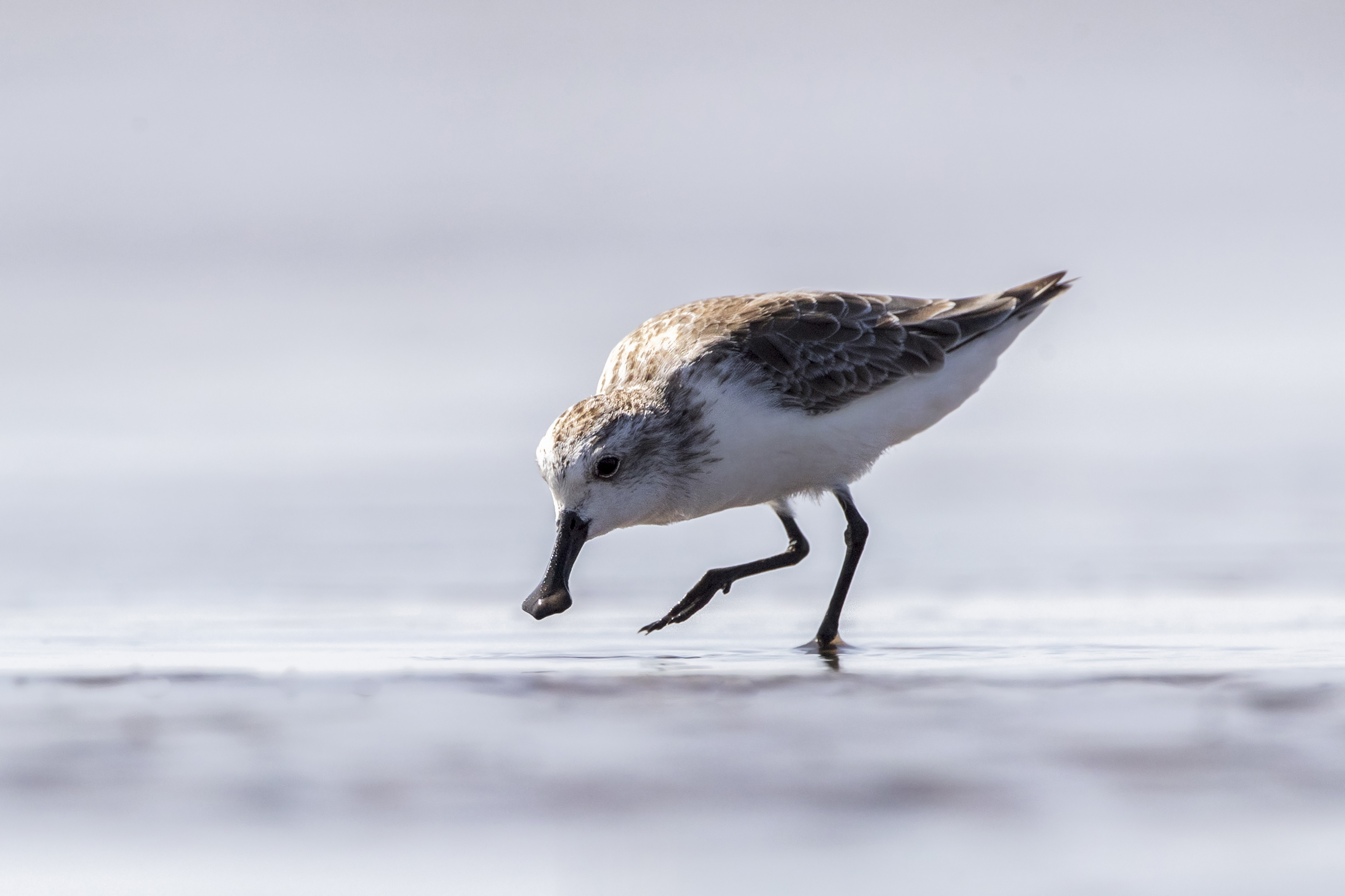 Spoon-billed Sandpiper